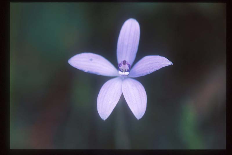 ◎オーストラリア・シドニーの英語植物本 Sydney´s Bushland: More