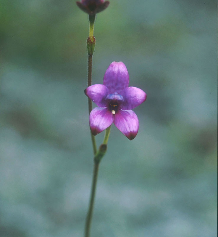 ◎オーストラリア・シドニーの英語植物本 Sydney´s Bushland: More